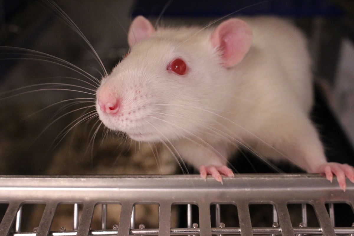 Forsøgsdyrsantallet for 2018 er nu offentliggjort