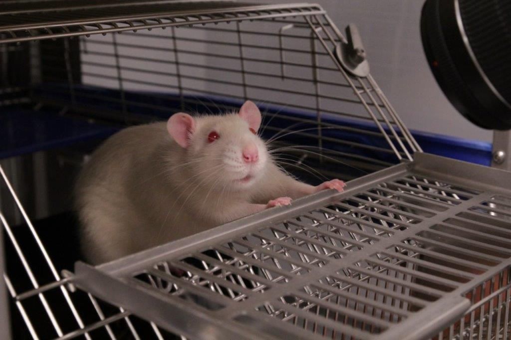 Forskningsmidler 2022